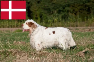 Mehr über den Artikel erfahren Clumber Spaniel Züchter und Welpen in Dänemark