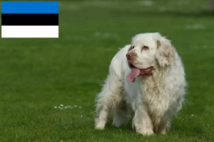 Mehr über den Artikel erfahren Clumber Spaniel Züchter und Welpen in Estland