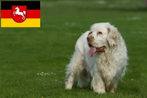 Mehr über den Artikel erfahren Clumber Spaniel Züchter und Welpen in Niedersachsen