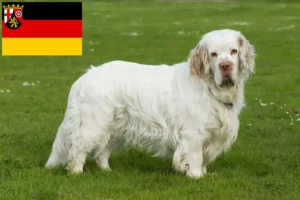 Mehr über den Artikel erfahren Clumber Spaniel Züchter und Welpen in Rheinland-Pfalz