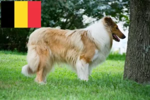 Mehr über den Artikel erfahren Collie Züchter und Welpen in Belgien