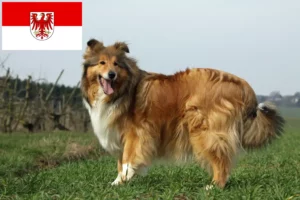 Mehr über den Artikel erfahren Collie Züchter und Welpen in Brandenburg