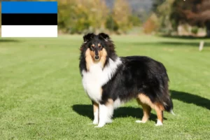 Mehr über den Artikel erfahren Collie Züchter und Welpen in Estland