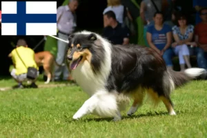 Mehr über den Artikel erfahren Collie Züchter und Welpen in Finnland