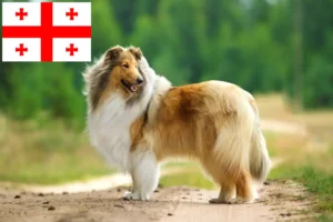 Mehr über den Artikel erfahren Collie Züchter und Welpen in Georgien