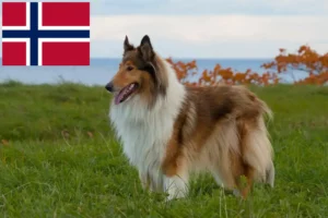 Mehr über den Artikel erfahren Collie Züchter und Welpen in Norwegen