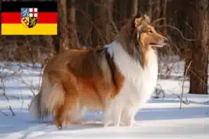 Mehr über den Artikel erfahren Collie Züchter und Welpen im Saarland