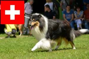 Mehr über den Artikel erfahren Collie Züchter und Welpen in der Schweiz