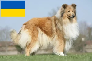 Mehr über den Artikel erfahren Collie Züchter und Welpen in der Ukraine