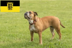 Mehr über den Artikel erfahren Continental Bulldog Züchter und Welpen in Baden-Württemberg