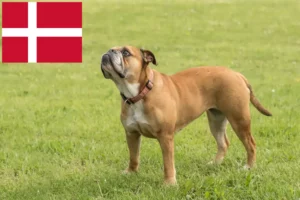 Mehr über den Artikel erfahren Continental Bulldog Züchter und Welpen in Dänemark