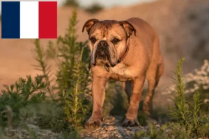 Mehr über den Artikel erfahren Continental Bulldog Züchter und Welpen in Frankreich