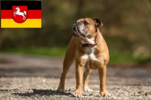 Mehr über den Artikel erfahren Continental Bulldog Züchter und Welpen in Niedersachsen