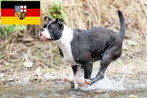 Mehr über den Artikel erfahren Continental Bulldog Züchter und Welpen im Saarland