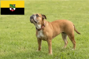 Mehr über den Artikel erfahren Continental Bulldog Züchter und Welpen in Sachsen-Anhalt