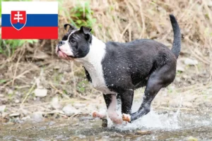 Mehr über den Artikel erfahren Continental Bulldog Züchter und Welpen in der Slowakei