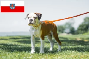 Mehr über den Artikel erfahren Continental Bulldog Züchter und Welpen in Thüringen