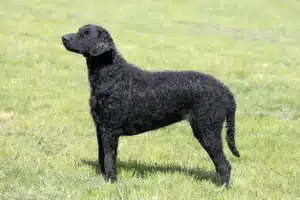 Mehr über den Artikel erfahren Curly Coated Retriever Züchter