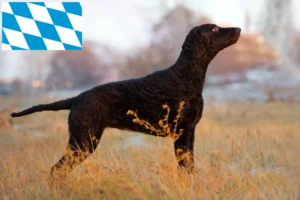 Mehr über den Artikel erfahren Curly Coated Retriever Züchter und Welpen in Bayern