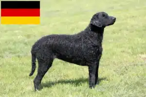 Mehr über den Artikel erfahren Curly Coated Retriever Züchter und Welpen in Deutschland