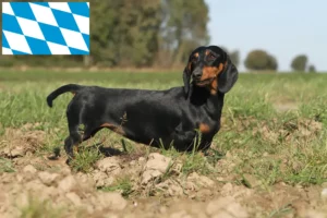 Mehr über den Artikel erfahren Dackel Züchter und Welpen in Bayern