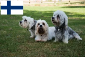 Mehr über den Artikel erfahren Dandie Dinmont Terrier Züchter und Welpen in Finnland