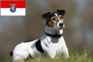 Mehr über den Artikel erfahren Danish-Swedish Farmdog Züchter und Welpen in Hessen