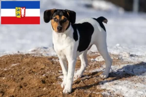 Mehr über den Artikel erfahren Danish-Swedish Farmdog Züchter und Welpen in Schleswig-Holstein