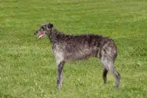 Mehr über den Artikel erfahren Deerhound Züchter