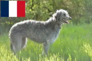 Mehr über den Artikel erfahren Deerhound Züchter und Welpen in Frankreich