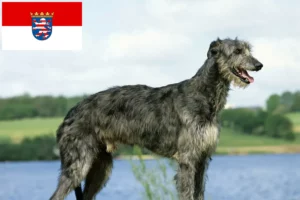 Mehr über den Artikel erfahren Deerhound Züchter und Welpen in Hessen