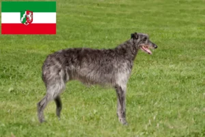 Mehr über den Artikel erfahren Deerhound Züchter und Welpen in Nordrhein-Westfalen