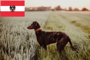 Mehr über den Artikel erfahren Deerhound Züchter und Welpen in Österreich