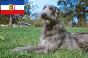 Mehr über den Artikel erfahren Deerhound Züchter und Welpen in Schleswig-Holstein