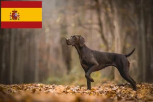 Mehr über den Artikel erfahren Deutsch Kurzhaar Züchter und Welpen in Spanien