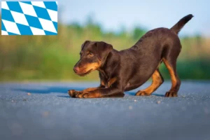 Mehr über den Artikel erfahren Deutscher Jagdterrier Züchter und Welpen in Bayern