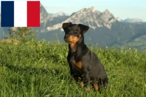 Mehr über den Artikel erfahren Deutscher Jagdterrier Züchter und Welpen in Frankreich