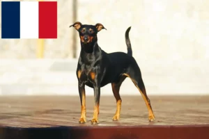 Mehr über den Artikel erfahren Deutscher Pinscher Züchter und Welpen in Frankreich