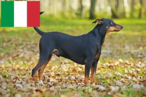 Mehr über den Artikel erfahren Deutscher Pinscher Züchter und Welpen in Italien