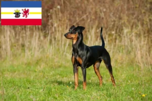 Mehr über den Artikel erfahren Deutscher Pinscher Züchter und Welpen in Mecklenburg-Vorpommern