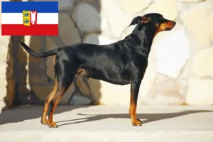 Mehr über den Artikel erfahren Deutscher Pinscher Züchter und Welpen in Schleswig-Holstein