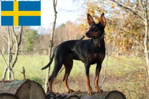 Mehr über den Artikel erfahren Deutscher Pinscher Züchter und Welpen in Schweden