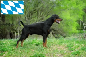 Mehr über den Artikel erfahren Dobermann Züchter und Welpen in Bayern