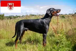 Mehr über den Artikel erfahren Dobermann Züchter und Welpen in Brandenburg