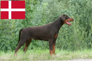 Mehr über den Artikel erfahren Dobermann Züchter und Welpen in Dänemark