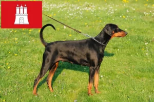 Mehr über den Artikel erfahren Dobermann Züchter und Welpen in Hamburg