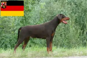 Mehr über den Artikel erfahren Dobermann Züchter und Welpen in Rheinland-Pfalz