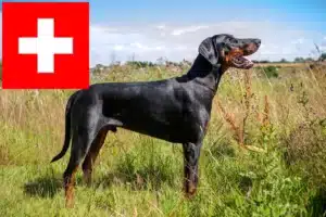 Mehr über den Artikel erfahren Dobermann Züchter und Welpen in der Schweiz