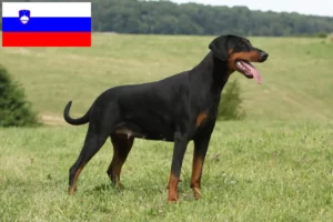 Mehr über den Artikel erfahren Dobermann Züchter und Welpen in Slowenien