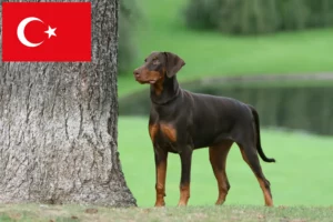 Mehr über den Artikel erfahren Dobermann Züchter und Welpen in der Türkei